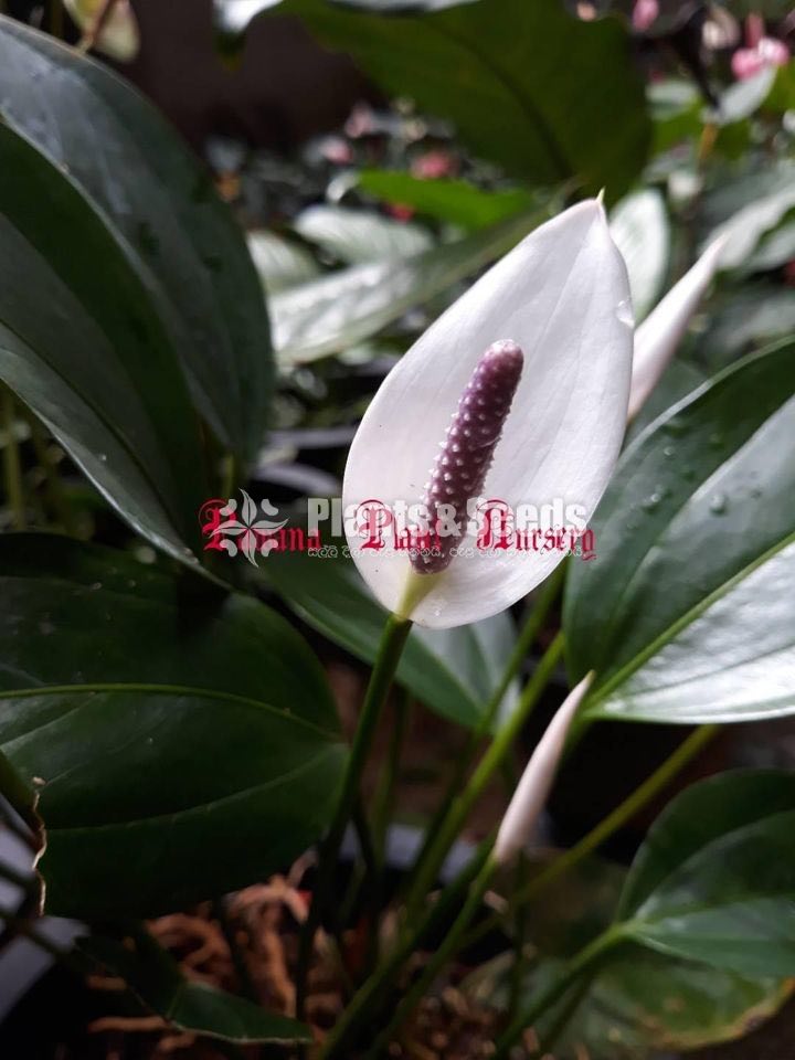  Pickobello Mother Plant 