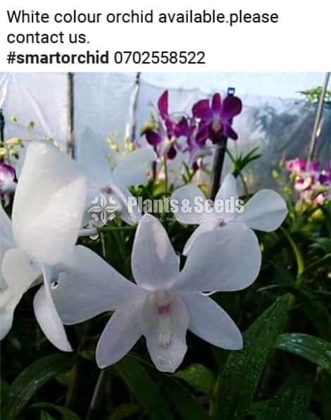 White and Bi Color Soniya Orchid Flowers