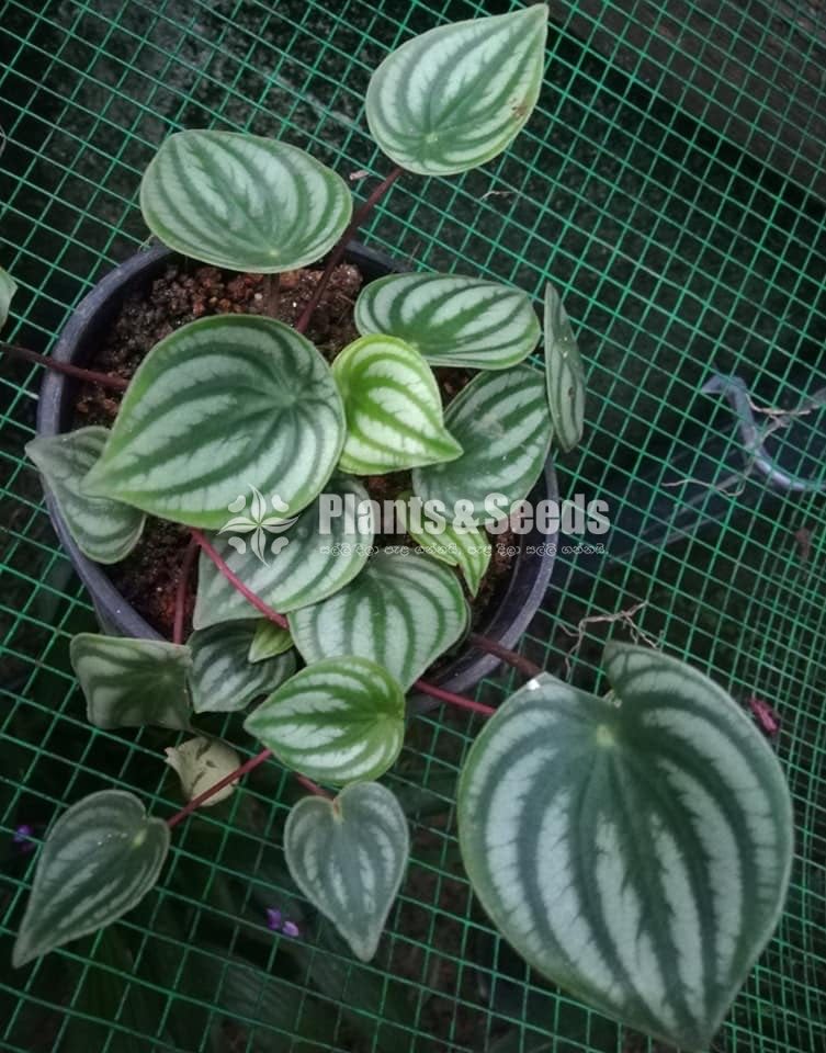 Watermelon peperomia