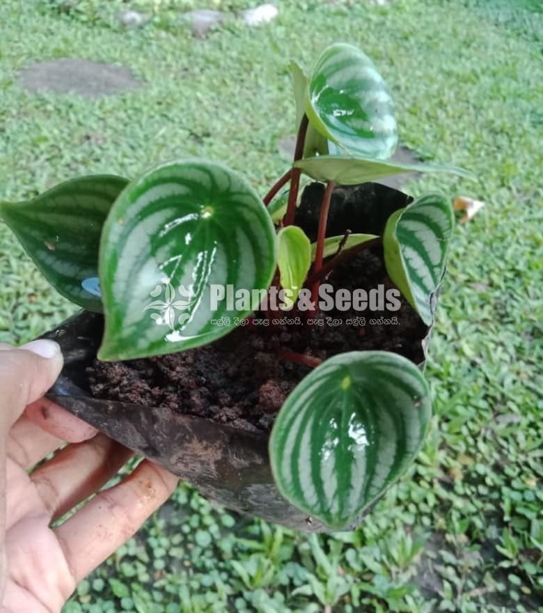 Watermelon peperomia