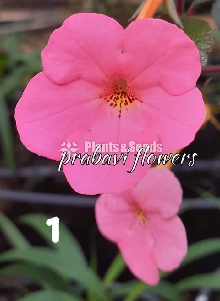 Achimenes