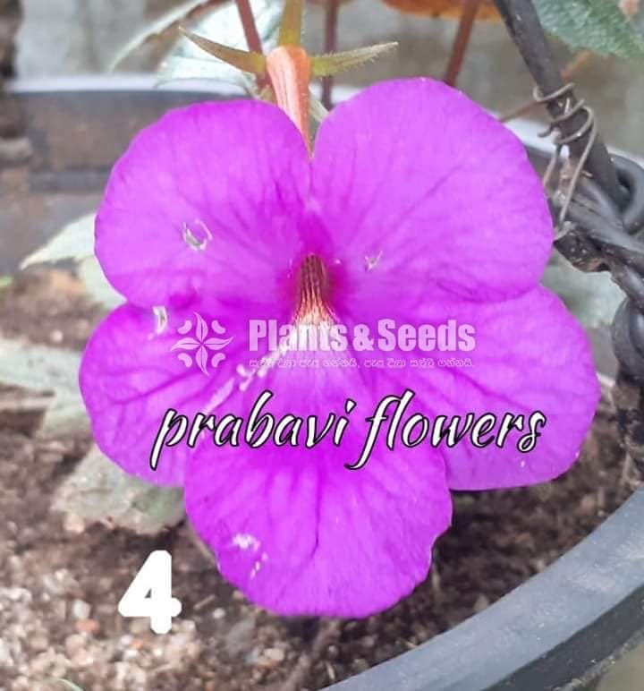 Achimenes