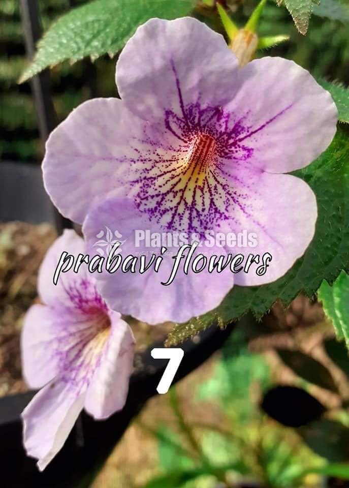 Achimenes