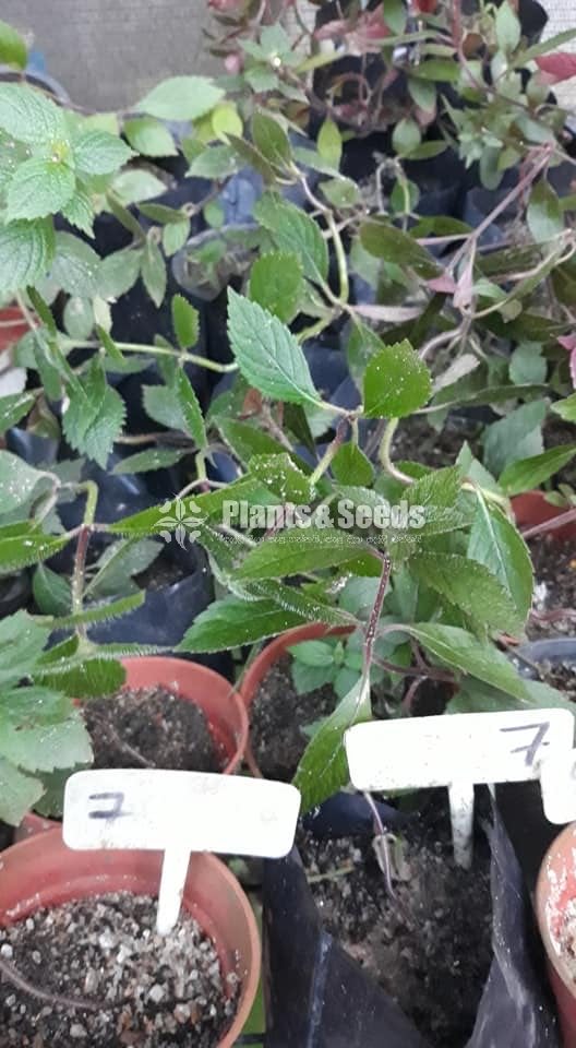 Achimenes