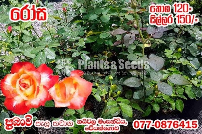 Rosa
