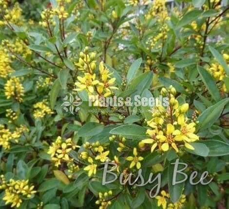 Kristelsia (ක්‍රිස්ටෙල්සියා )