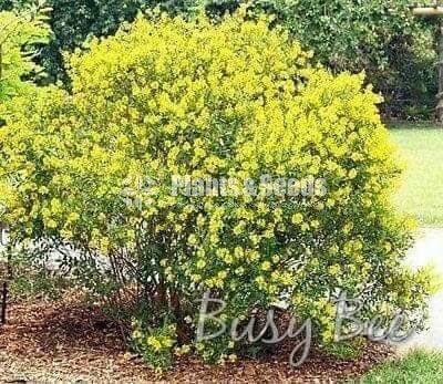 Kristelsia (ක්‍රිස්ටෙල්සියා )
