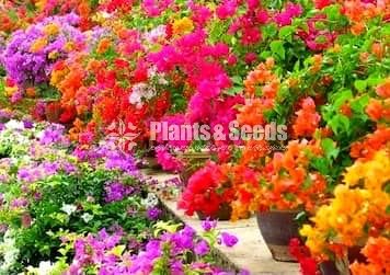 Flower Plants Collection