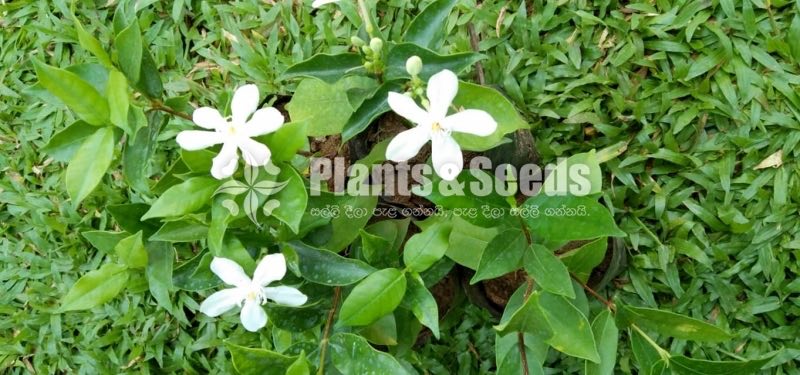Flower Plants Collection