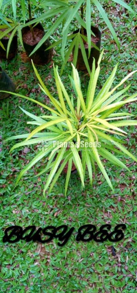 Flower Plants Collection