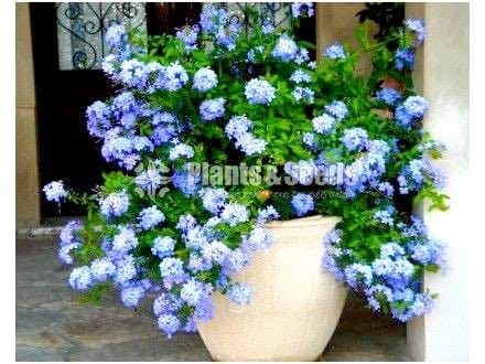 Flower Plants Collection