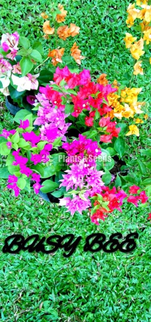 Flower Plants Collection