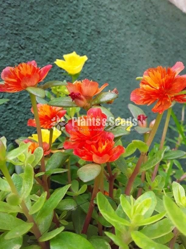 Japan,Tiara,Cindarella,Dubai Rosa