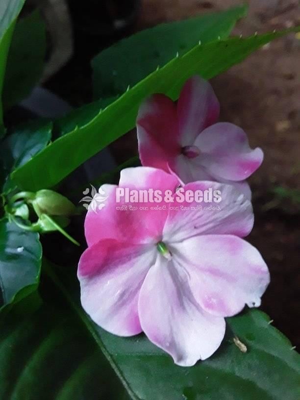 Flower Plants Collection
