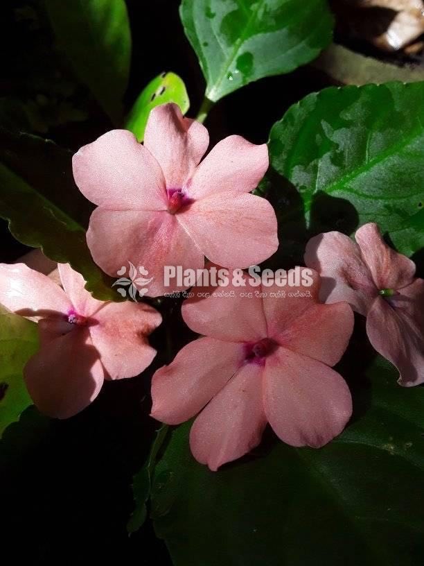 Flower Plants Collection