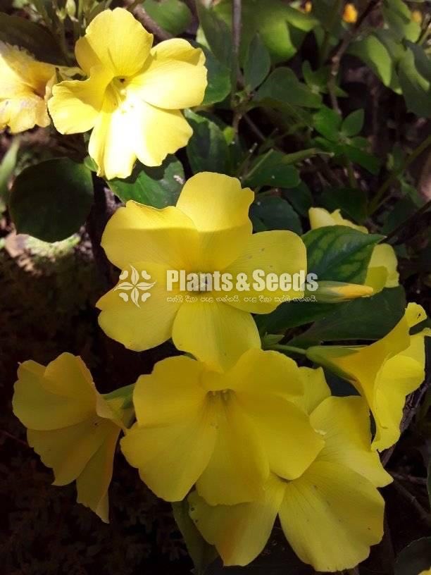 Flower Plants Collection