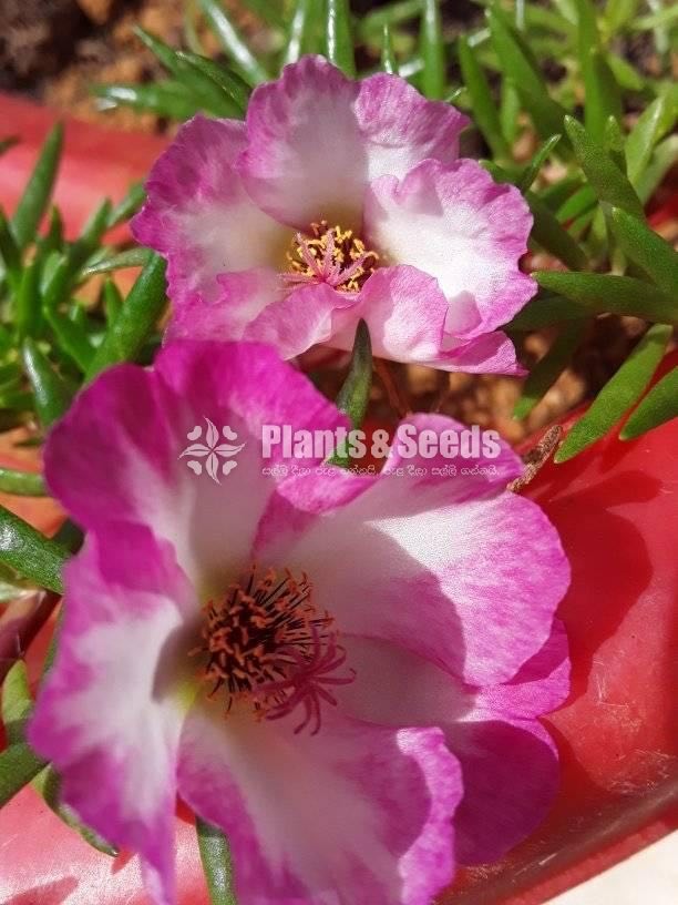 Japan,Tiara,Cindarella,Dubai Rosa