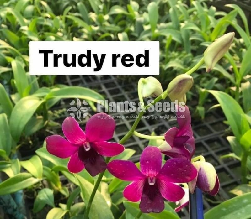 Deshiya Dendrobium 120