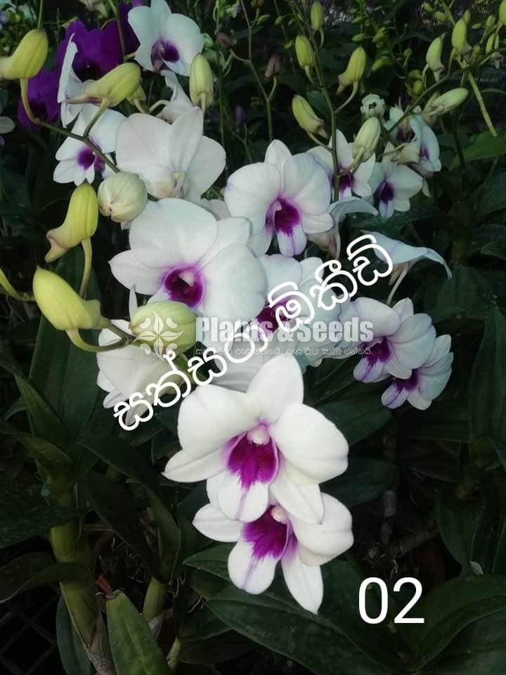 Deshiya Dendrobium 120
