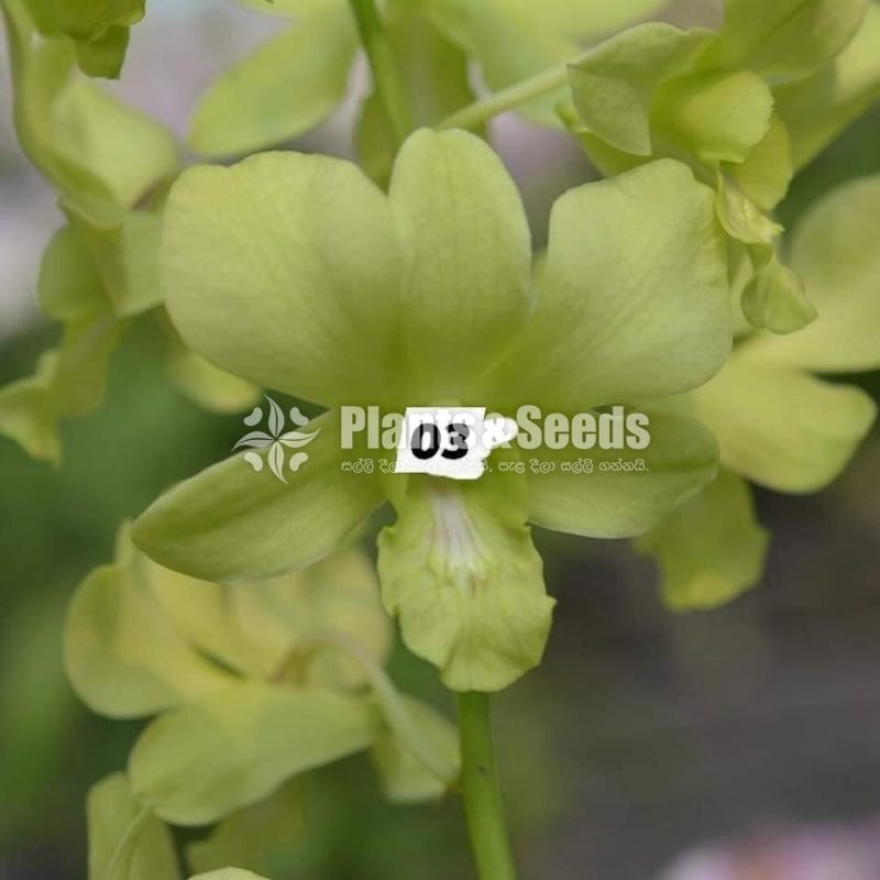 Deshiya Dendrobium 120