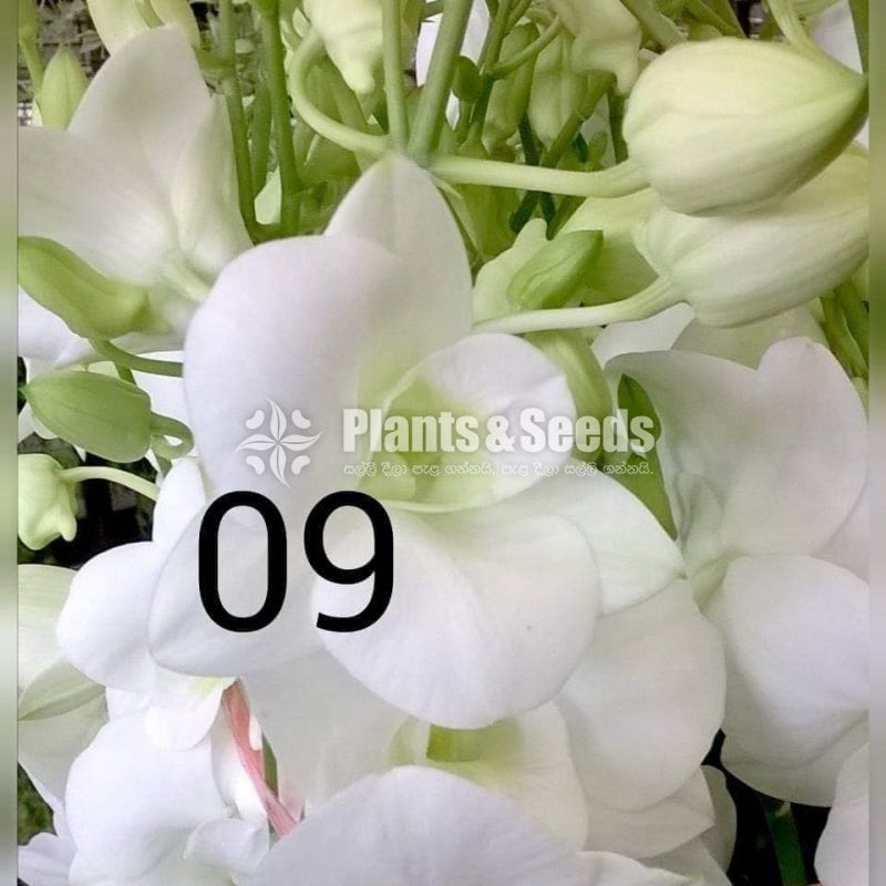 Deshiya Dendrobium 120