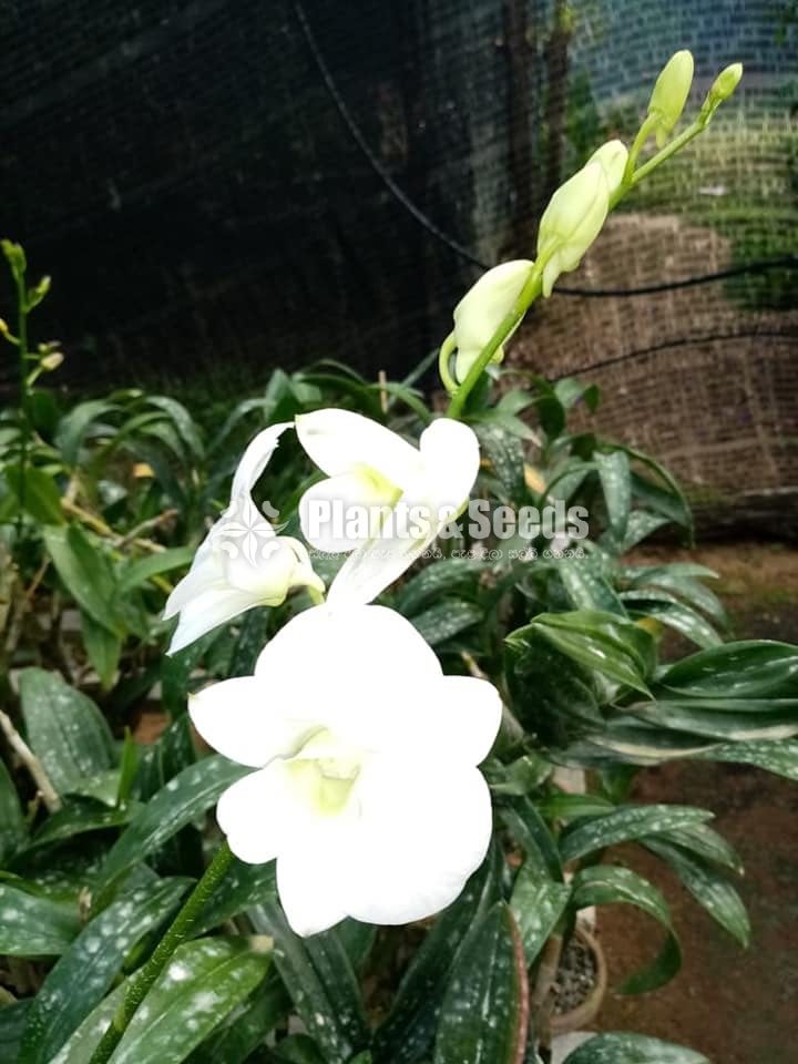 Dendrobium Orchid 450