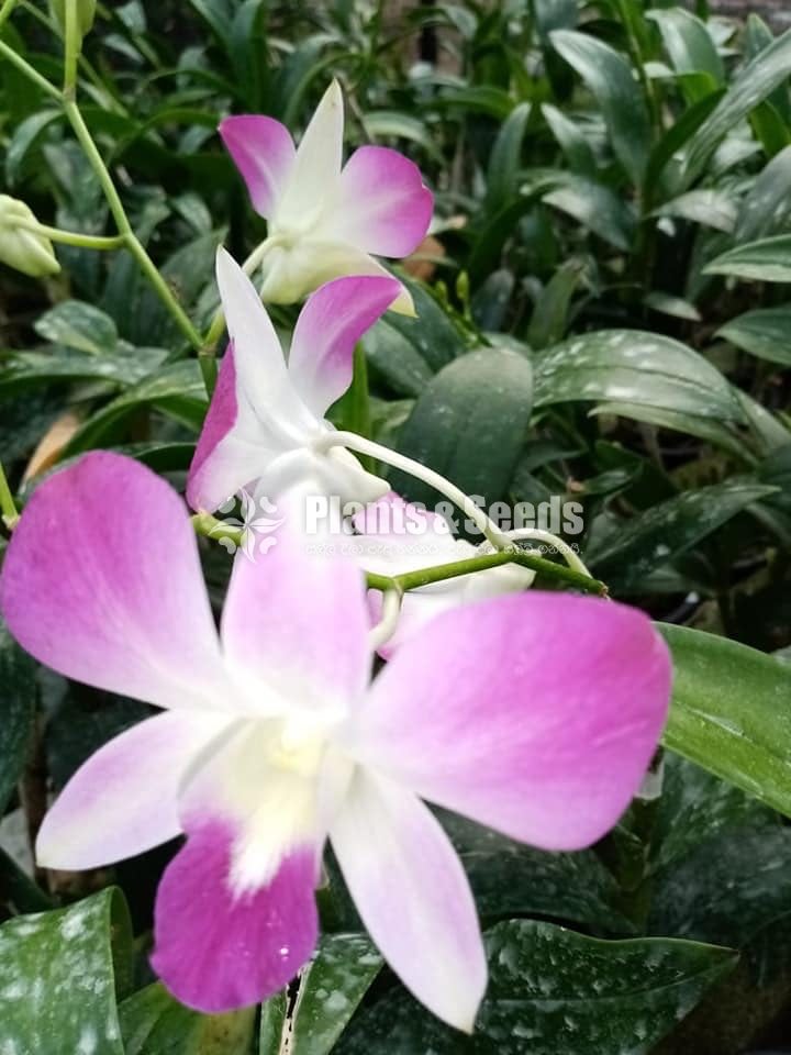 Dendrobium Orchid 450