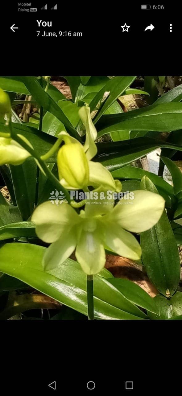 Dendrobium Orchid 450