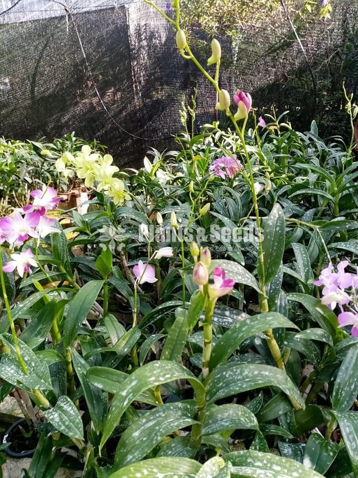 Dendrobium Orchid 450