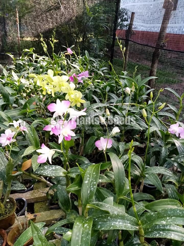 Dendrobium Orchid 450