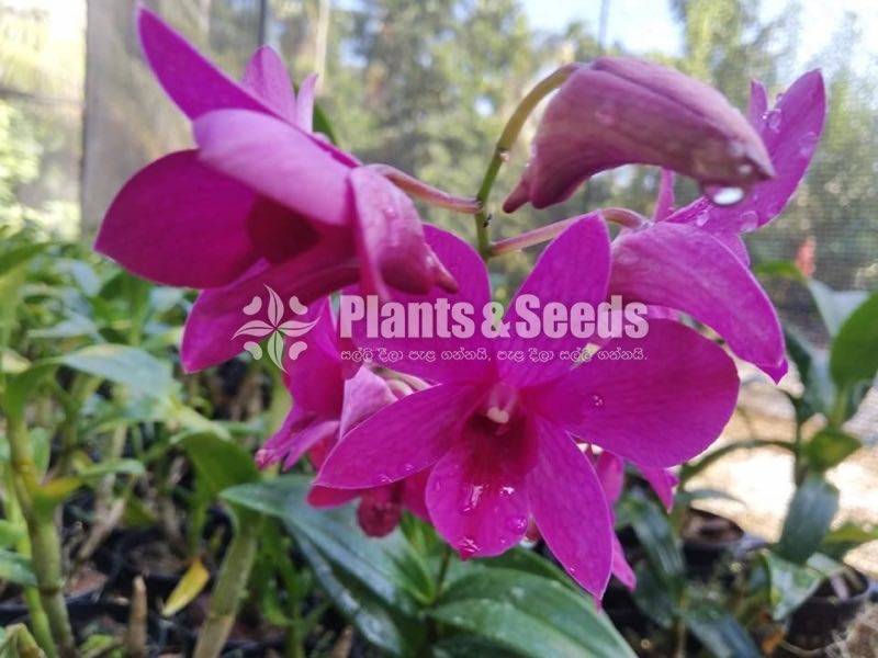 Dendrobium