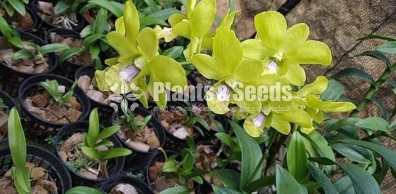 Dendrobium