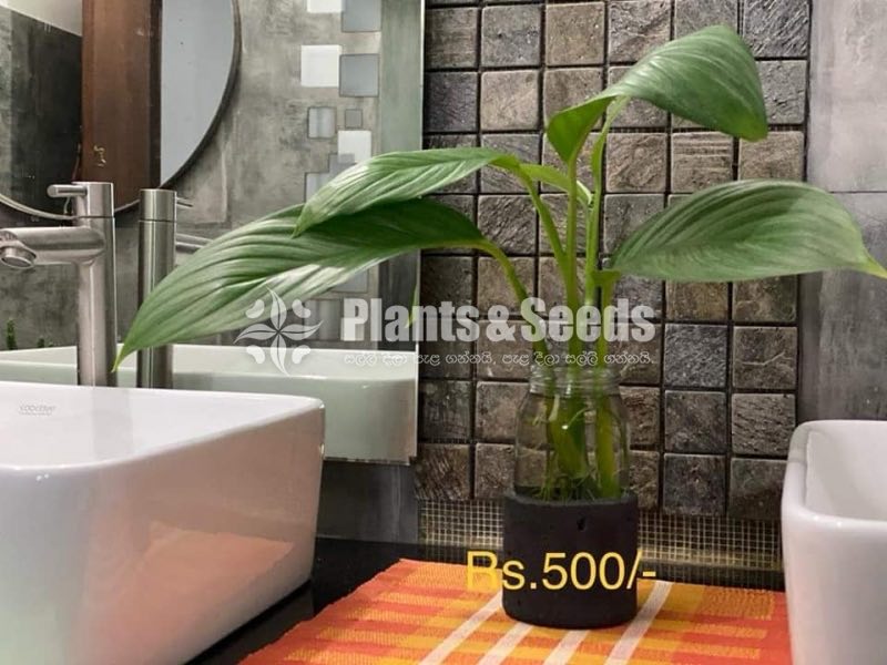 Indoor Plants 