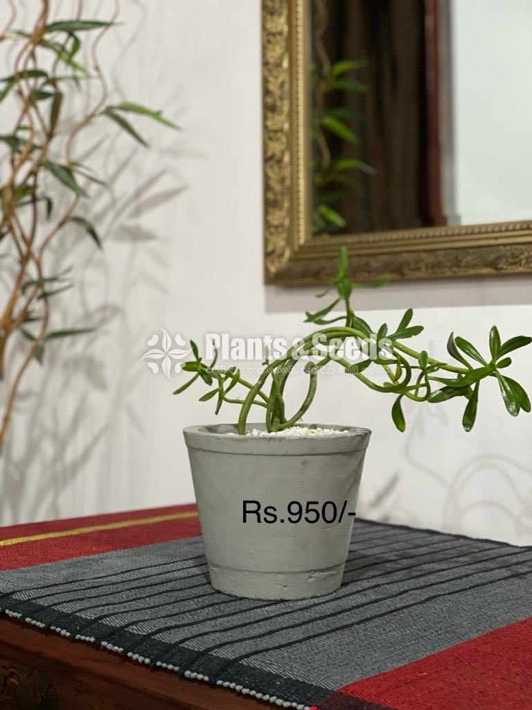 Indoor Plants 