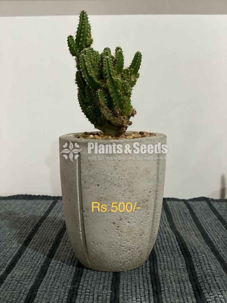 Indoor Plants 
