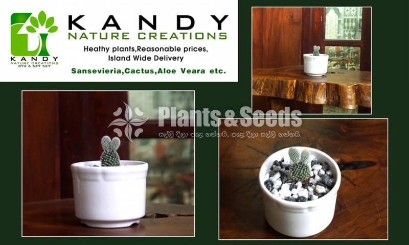 Cactus and Succulents plants