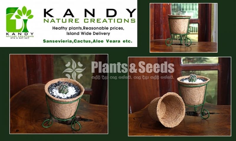 Cactus and Succulents plants