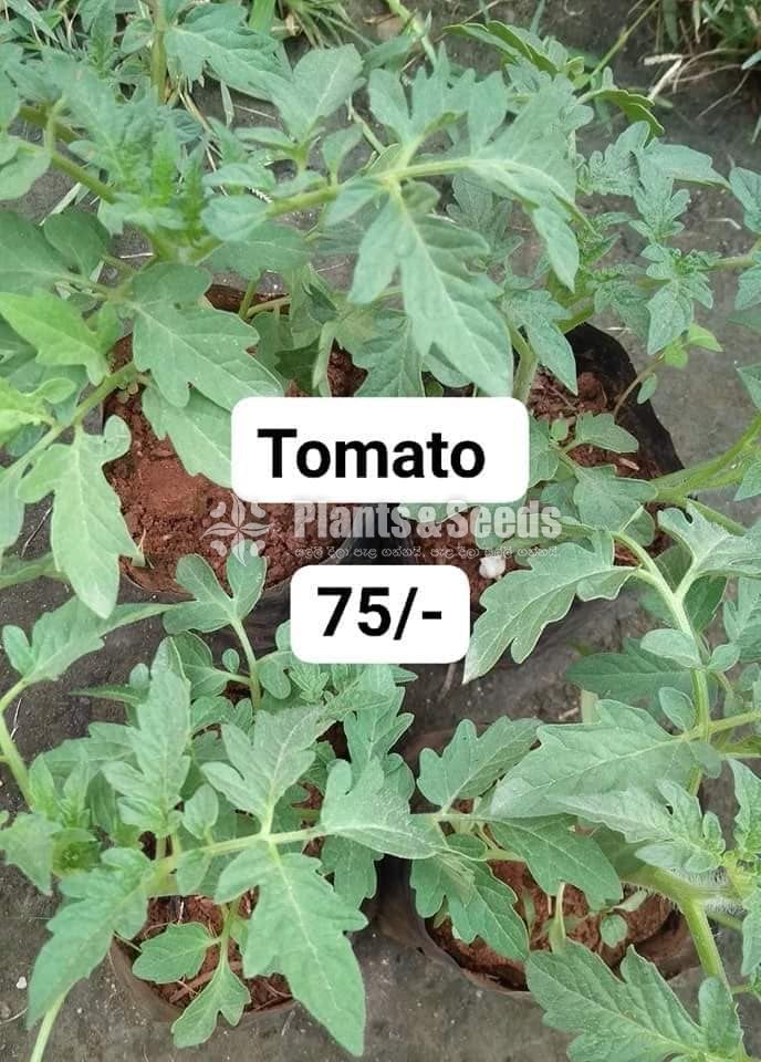 Vegetable Plants