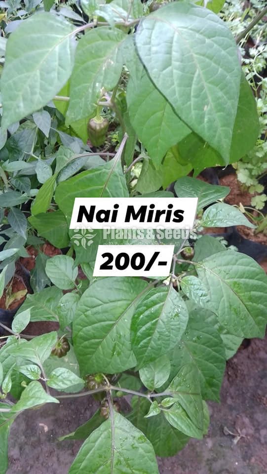 Vegetable Plants
