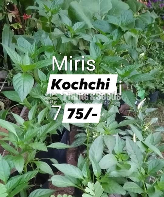Vegetable Plants