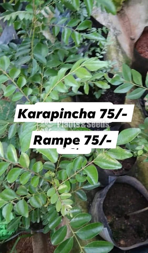 Vegetable Plants