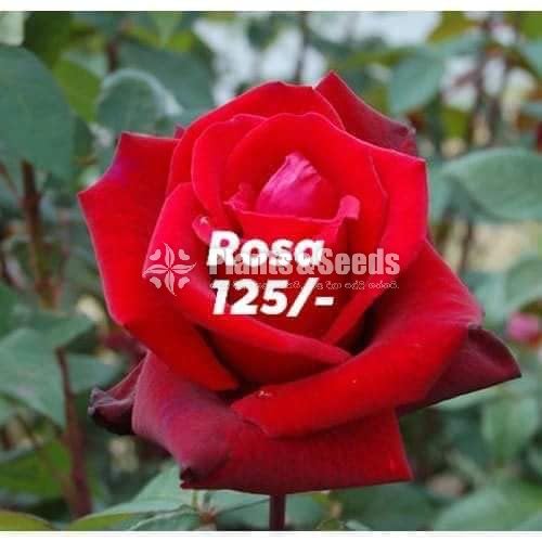 Roses