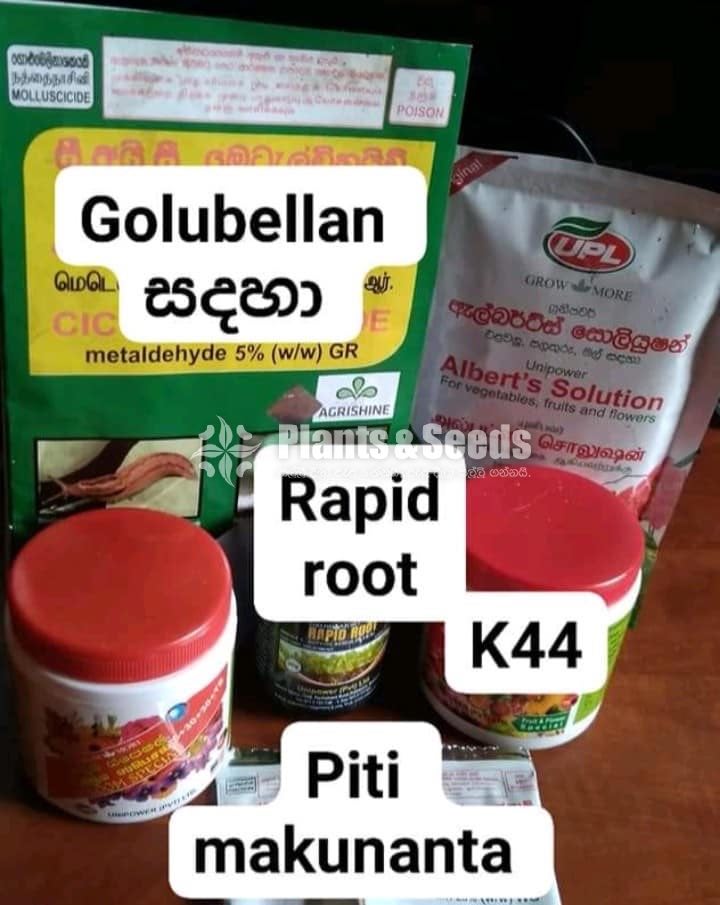Golubellan Mardhanayata,Piti Makunan Mardhanayata