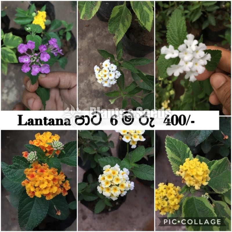 Colorful Lantana