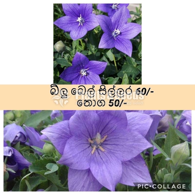 Blue Bel