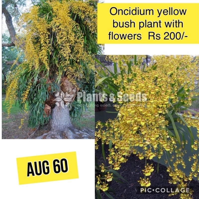 Oncidium Orchids(Yellow)