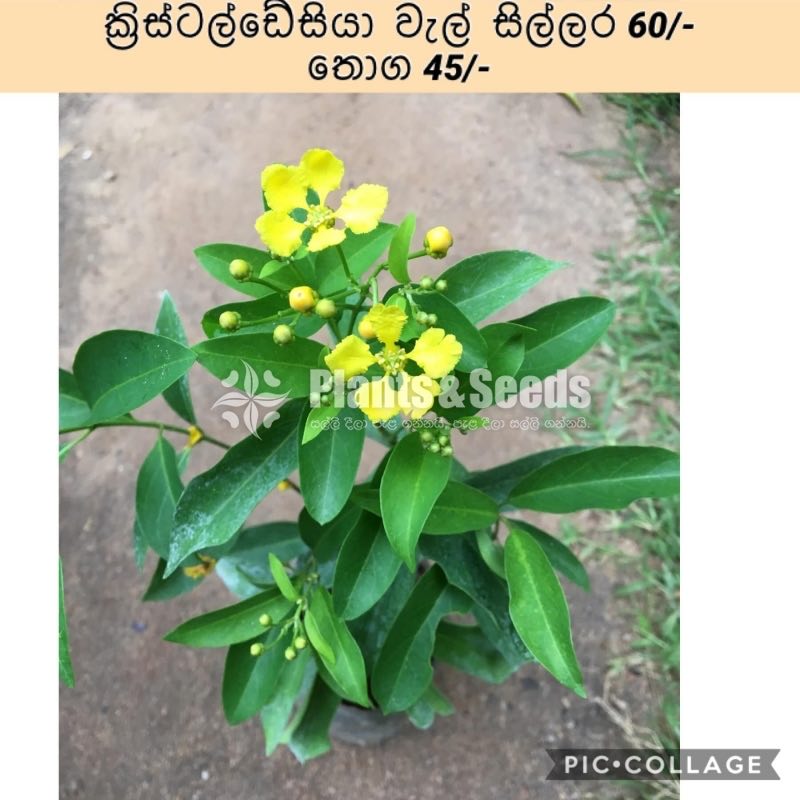 ක්‍රිස්ටල්ඩේසියා (Crystaldesiya)