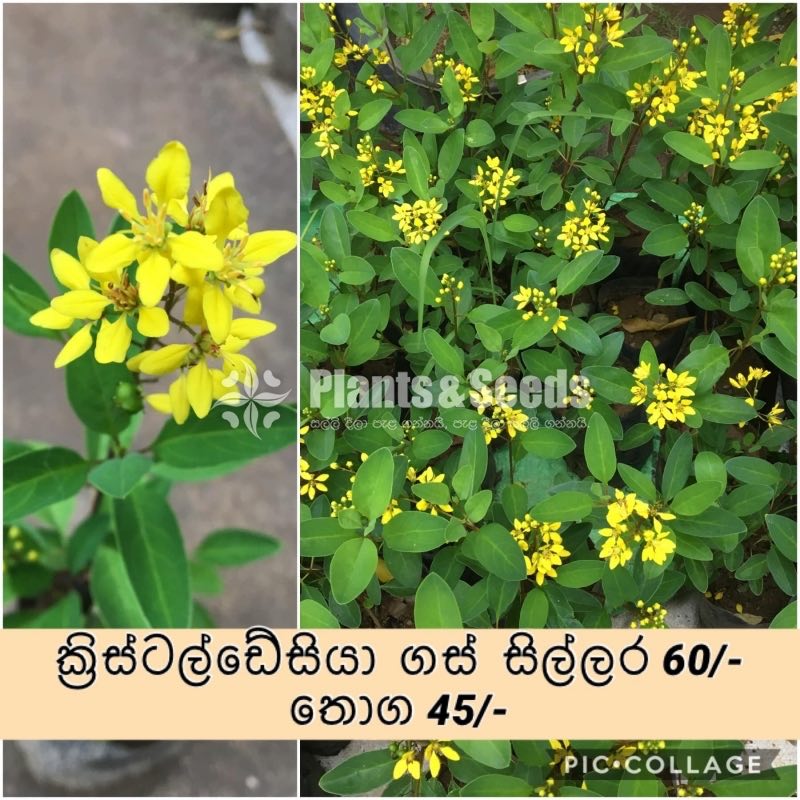 ක්‍රිස්ටල්ඩේසියා (Crystaldesiya)