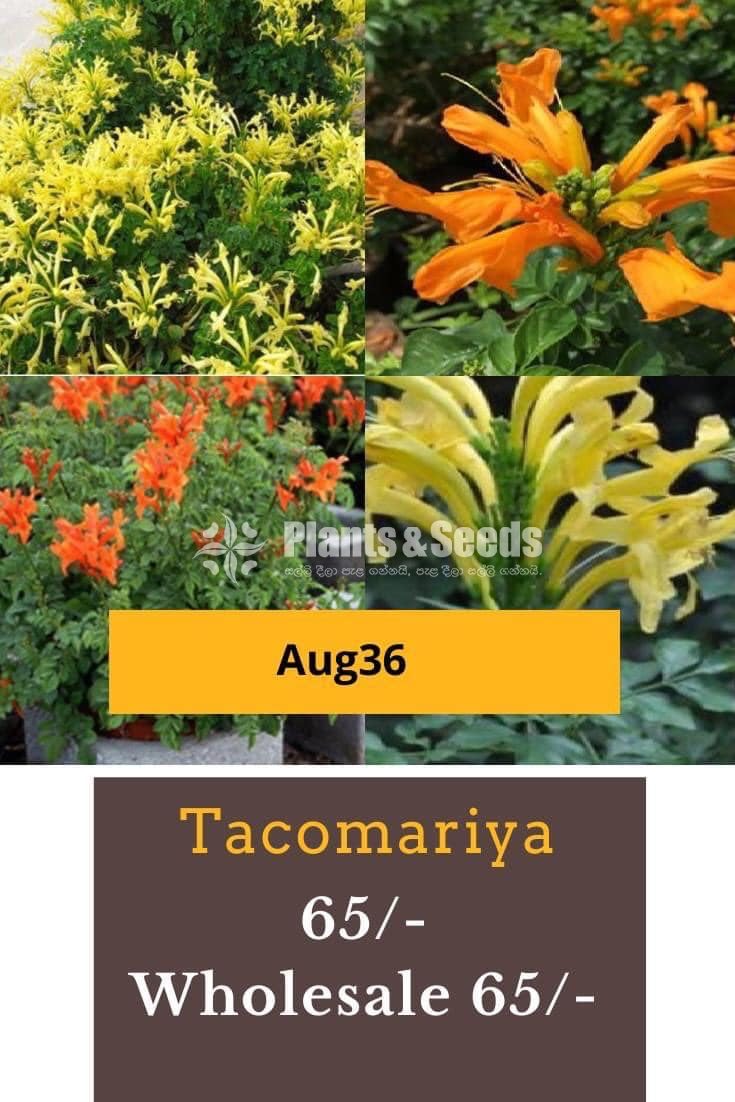 Tacomaariya