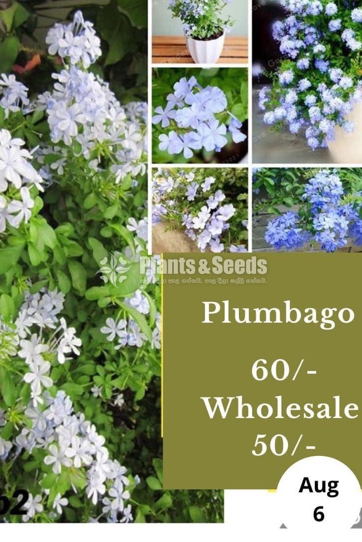 Plumbago